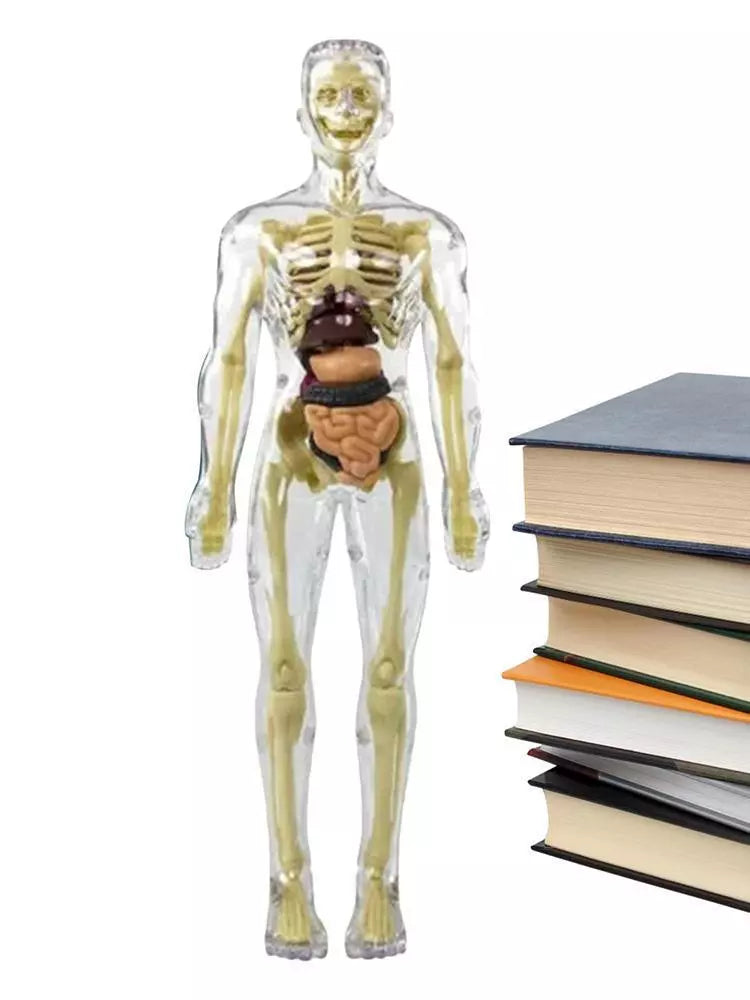 Kids’ 3D Human Body Anatomy Model – Fun & Educational Science Toy