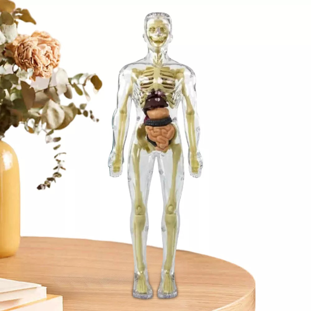 Kids’ 3D Human Body Anatomy Model – Fun & Educational Science Toy