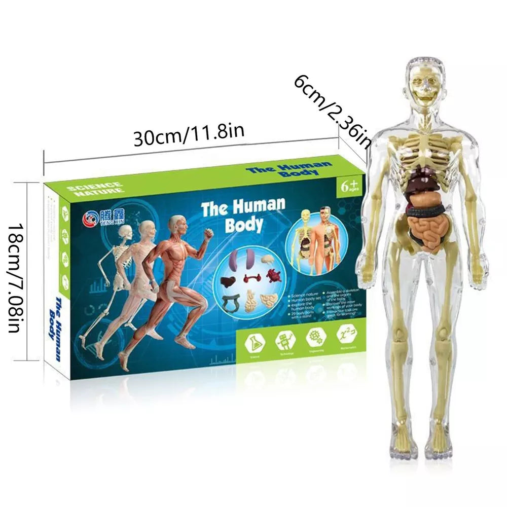 Kids’ 3D Human Body Anatomy Model – Fun & Educational Science Toy