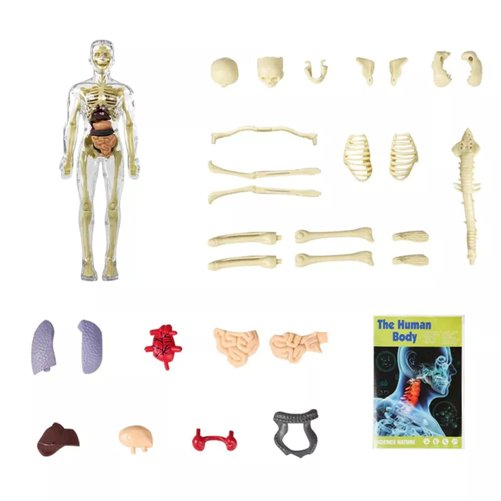 Kids’ 3D Human Body Anatomy Model – Fun & Educational Science Toy