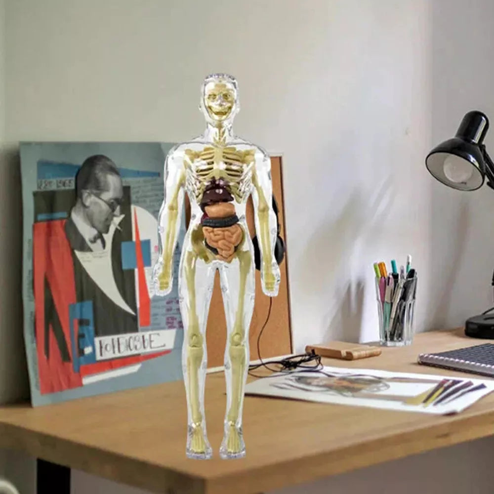 Kids’ 3D Human Body Anatomy Model – Fun & Educational Science Toy