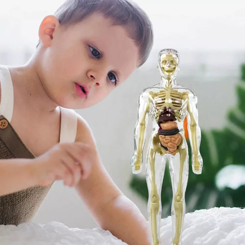 Kids’ 3D Human Body Anatomy Model – Fun & Educational Science Toy