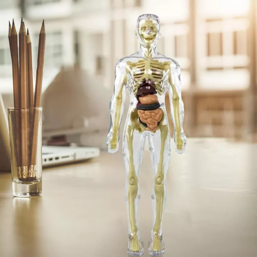 Kids’ 3D Human Body Anatomy Model – Fun & Educational Science Toy