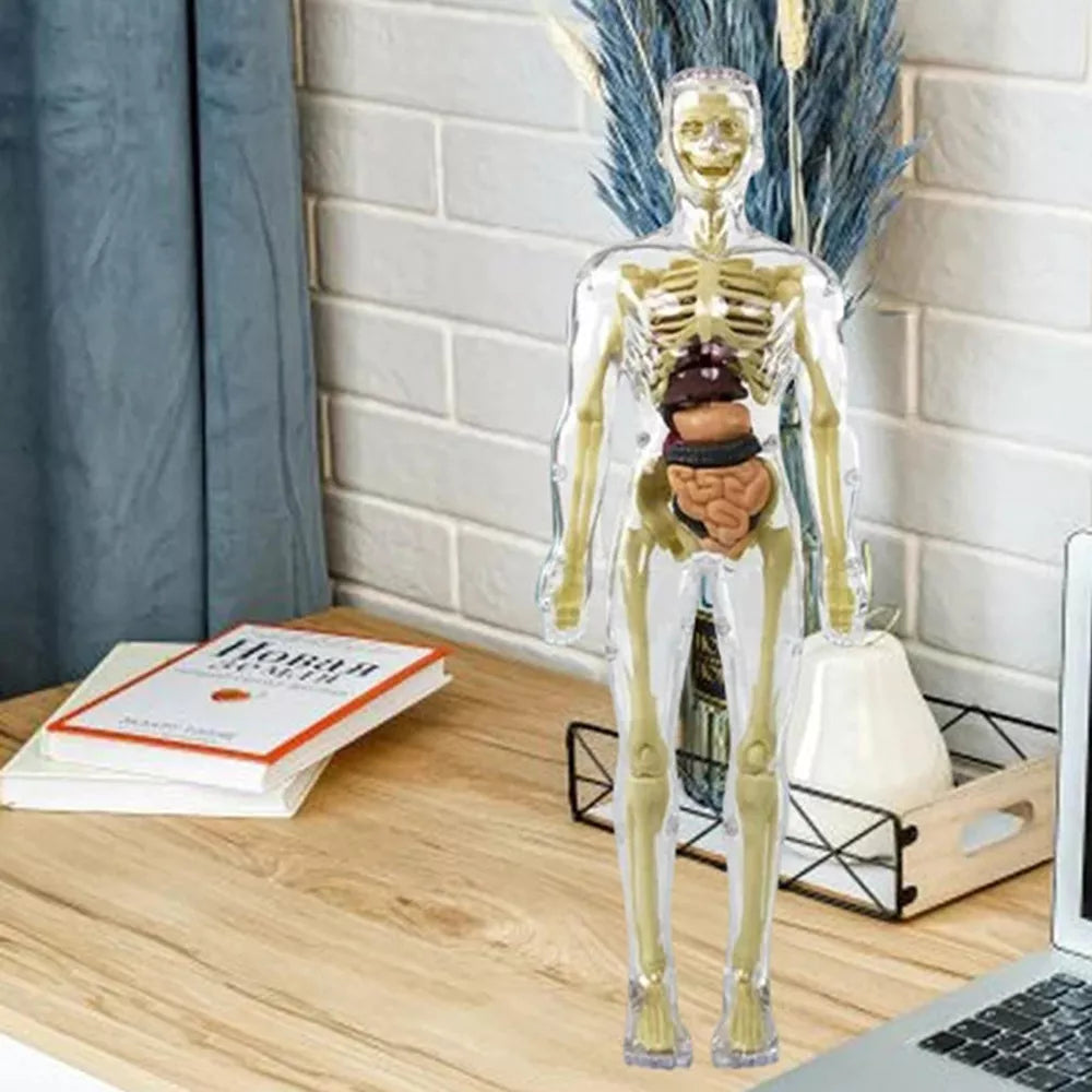 Kids’ 3D Human Body Anatomy Model – Fun & Educational Science Toy