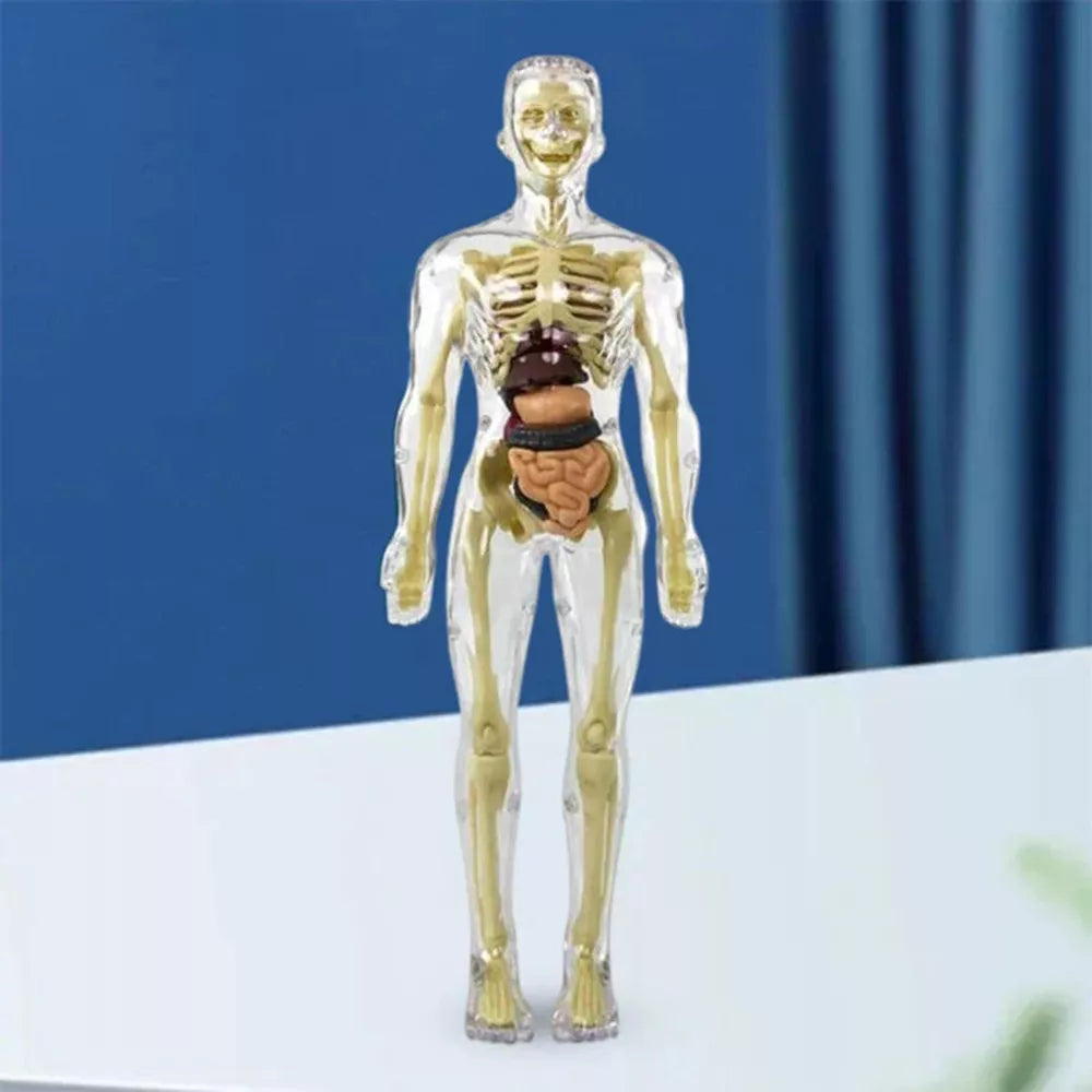 Kids’ 3D Human Body Anatomy Model – Fun & Educational Science Toy