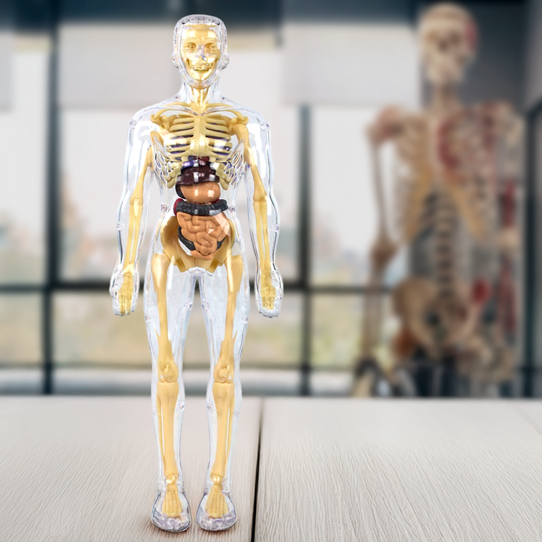 Kids’ 3D Human Body Anatomy Model – Fun & Educational Science Toy