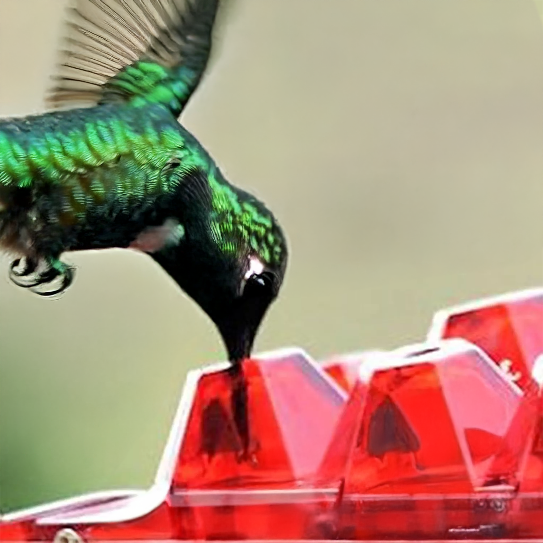 Ant-Proof Hummingbird Feeder with 30 Bee-Resistant Ports