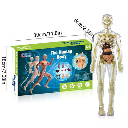 Kids’ 3D Human Body Anatomy Model – Fun & Educational Science Toy