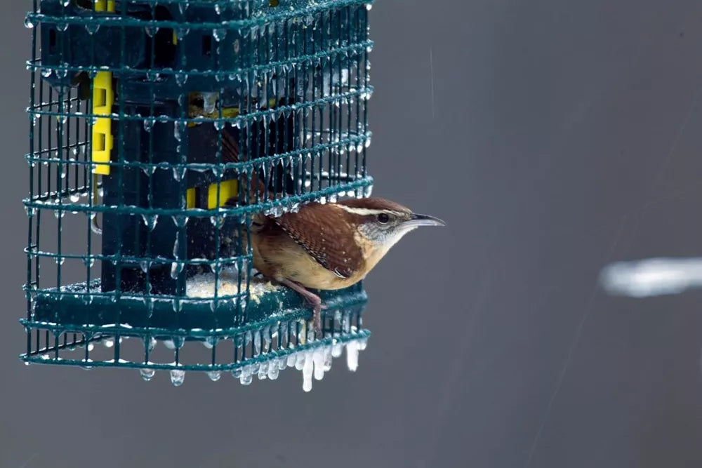 Squirrel Buster Suet Feeder